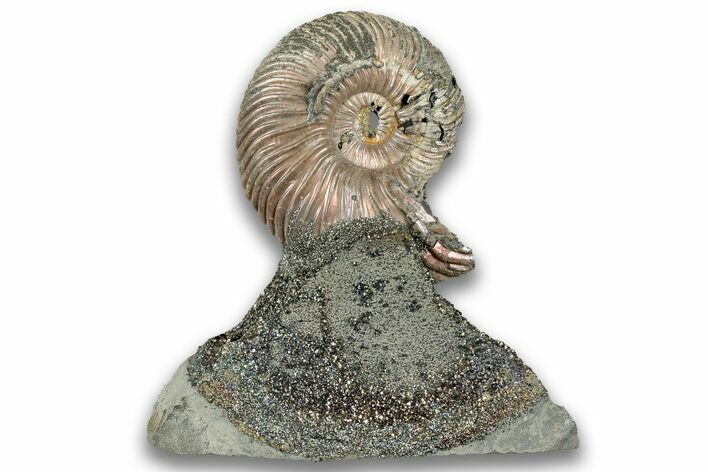 Iridescent, Pyritized Ammonite (Quenstedticeras) Fossil Display #324294